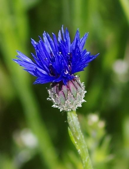 Pflanzenbild gross Kornblume - Centaurea cyanus