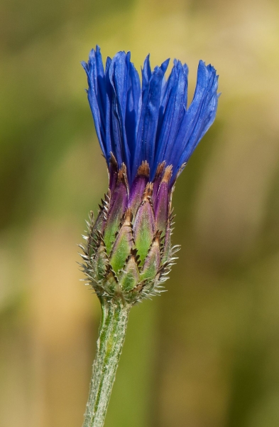 Pflanzenbild gross Kornblume - Centaurea cyanus