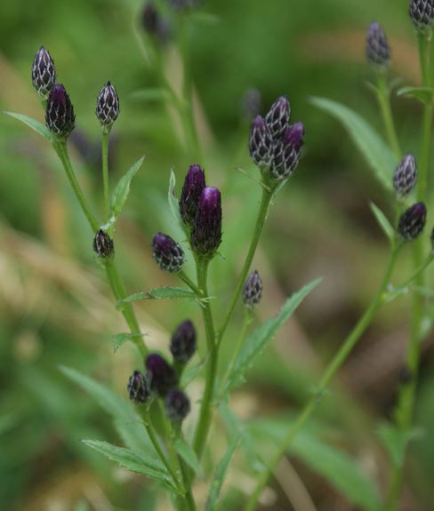 Pflanzenbild gross Gewöhnliche Färber-Scharte - Serratula tinctoria subsp. tinctoria