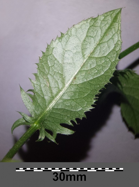 Pflanzenbild gross Gewöhnliche Färber-Scharte - Serratula tinctoria subsp. tinctoria