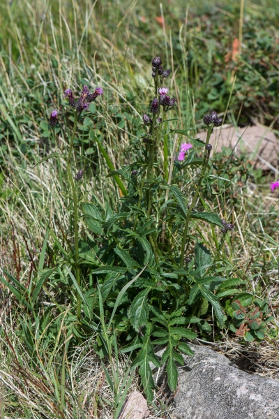 Pflanzenbild gross Gewöhnliche Färber-Scharte - Serratula tinctoria subsp. tinctoria