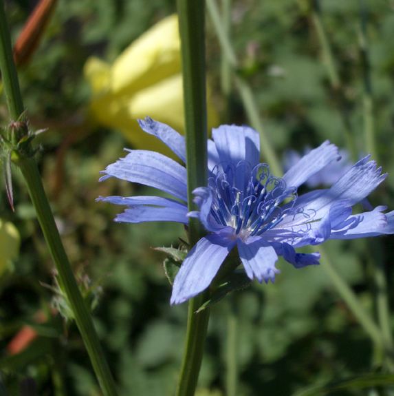 Pflanzenbild gross Wegwarte - Cichorium intybus