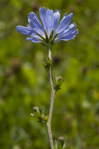 Pflanzenbild gross Wegwarte - Cichorium intybus