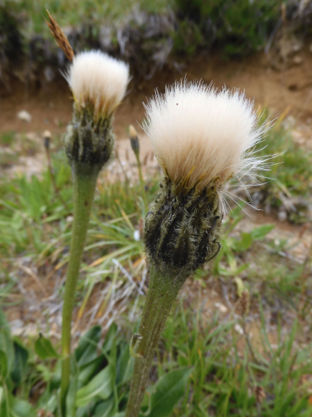 Pflanzenbild gross Einköpfiges Ferkelkraut - Hypochaeris uniflora