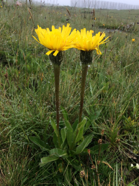 Pflanzenbild gross Einköpfiges Ferkelkraut - Hypochaeris uniflora