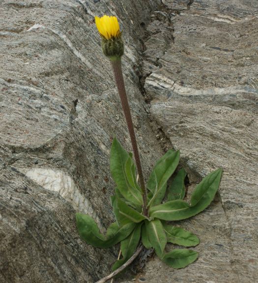 Pflanzenbild gross Einköpfiges Ferkelkraut - Hypochaeris uniflora