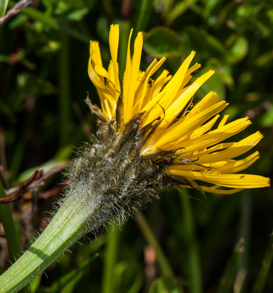 Pflanzenbild gross Einköpfiges Ferkelkraut - Hypochaeris uniflora
