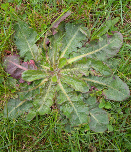 Pflanzenbild gross Wiesen-Ferkelkraut - Hypochaeris radicata
