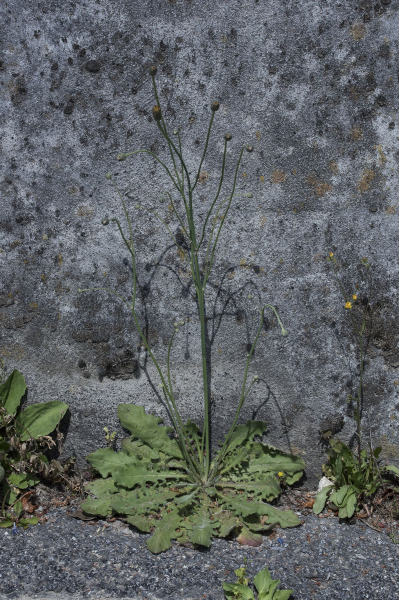 Pflanzenbild gross Wiesen-Ferkelkraut - Hypochaeris radicata