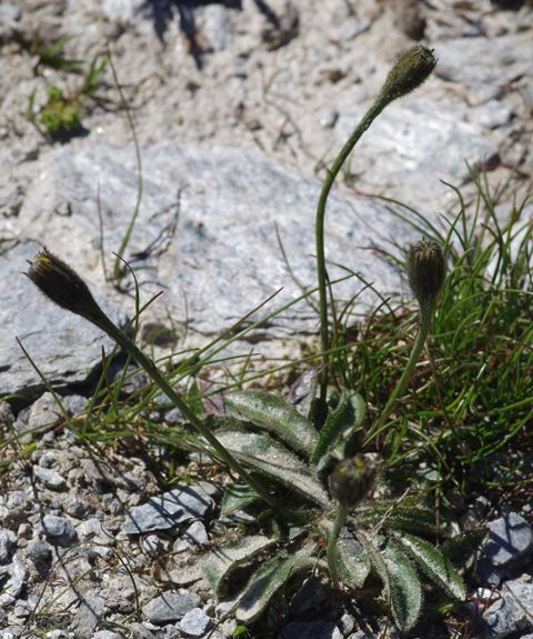 Pflanzenbild gross Schweizer Milchkraut - Leontodon helveticus