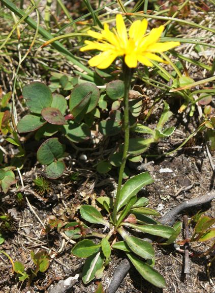 Pflanzenbild gross Schweizer Milchkraut - Leontodon helveticus