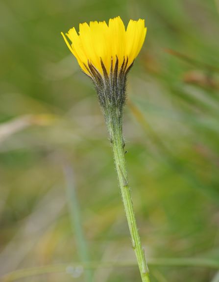 Pflanzenbild gross Schweizer Milchkraut - Leontodon helveticus