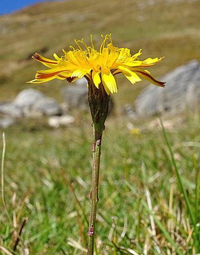 Pflanzenbild gross Schweizer Milchkraut - Leontodon helveticus