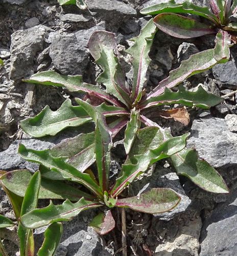 Pflanzenbild gross Berg-Milchkraut - Leontodon montanus