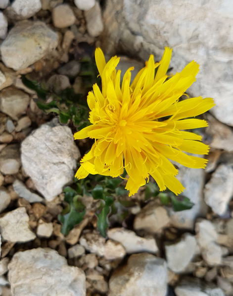 Pflanzenbild gross Berg-Milchkraut - Leontodon montanus