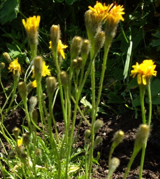 Pflanzenbild gross Herbst-Milchkraut - Leontodon autumnalis