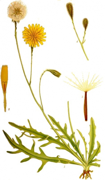 Pflanzenbild gross Herbst-Milchkraut - Leontodon autumnalis