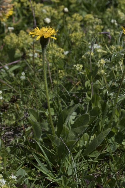 Pflanzenbild gross Raues Milchkraut - Leontodon hispidus
