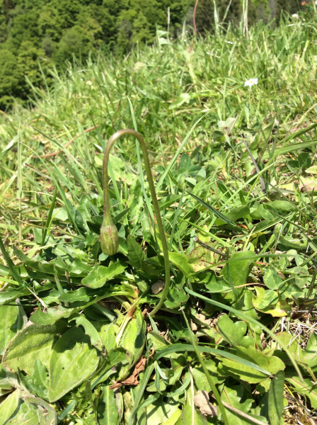 Pflanzenbild gross Raues Milchkraut - Leontodon hispidus