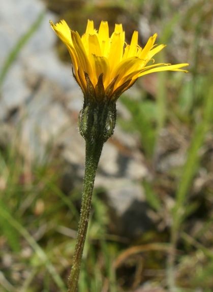 Pflanzenbild gross Raues Milchkraut - Leontodon hispidus