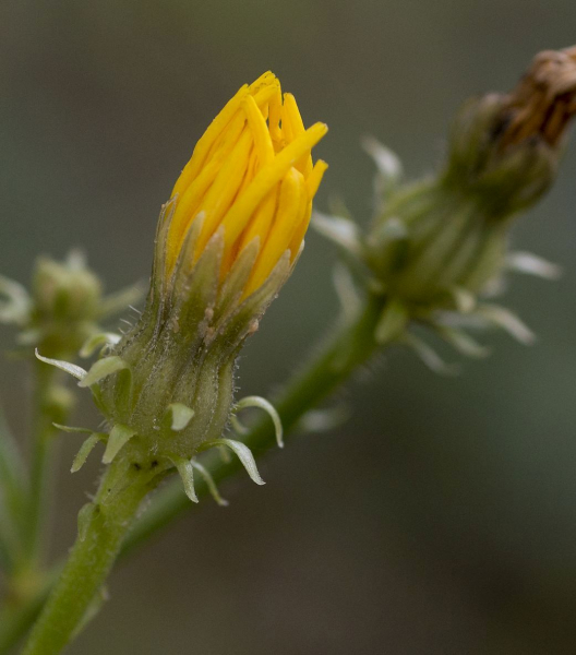 Pflanzenbild gross Gewöhnliches Bitterkraut - Picris hieracioides