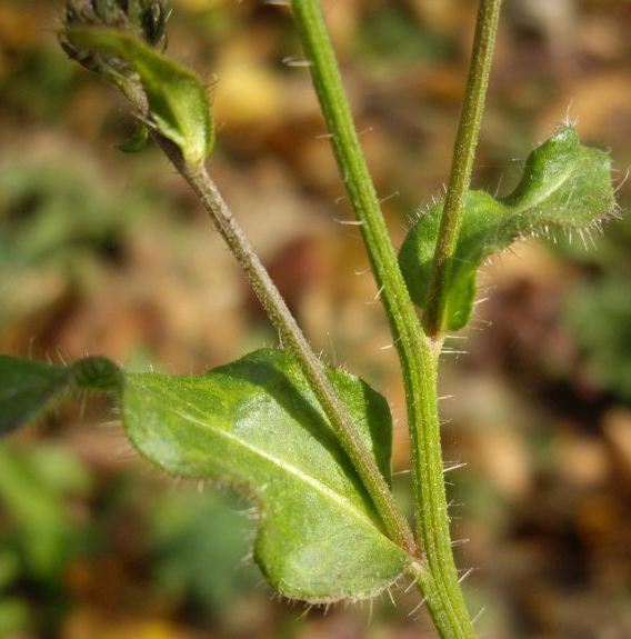 Pflanzenbild gross Gewöhnliches Bitterkraut - Picris hieracioides
