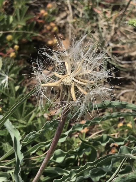 Pflanzenbild gross Österreicher Schwarzwurzel - Scorzonera austriaca