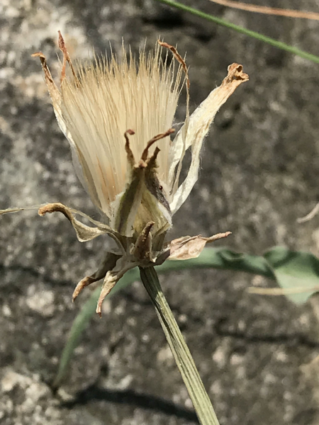 Pflanzenbild gross Österreicher Schwarzwurzel - Scorzonera austriaca
