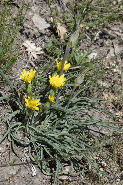 Pflanzenbild gross Österreicher Schwarzwurzel - Scorzonera austriaca