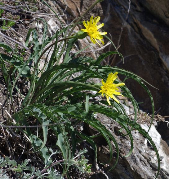 Pflanzenbild gross Österreicher Schwarzwurzel - Scorzonera austriaca