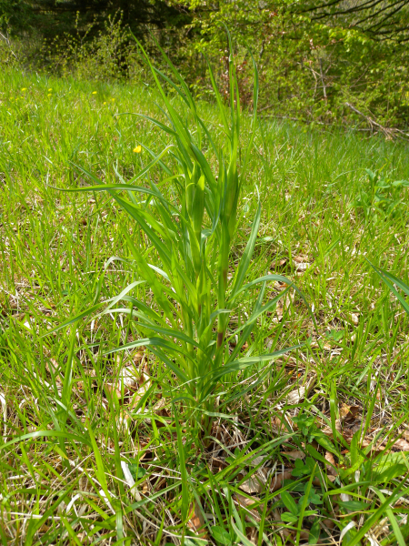 Pflanzenbild gross Wiesen-Bocksbart - Tragopogon pratensis