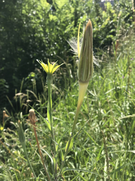 Pflanzenbild gross Grosser Bocksbart - Tragopogon dubius