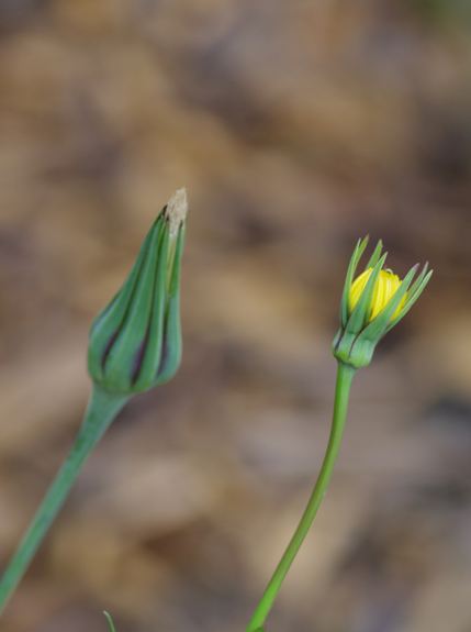 Pflanzenbild gross Grosser Bocksbart - Tragopogon dubius