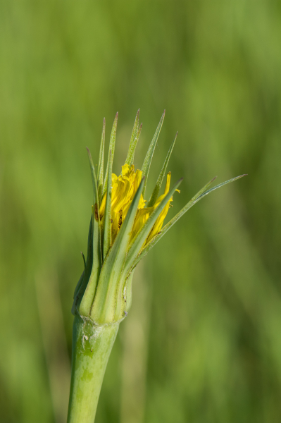 Pflanzenbild gross Grosser Bocksbart - Tragopogon dubius