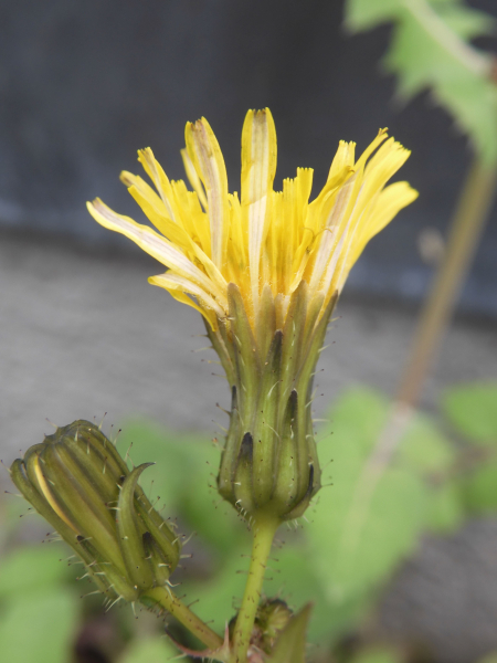 Pflanzenbild gross Kohl-Gänsedistel - Sonchus oleraceus