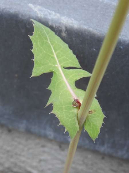 Pflanzenbild gross Kohl-Gänsedistel - Sonchus oleraceus