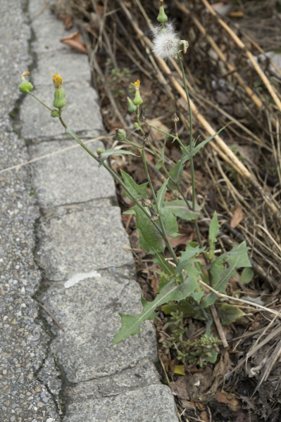 Pflanzenbild gross Kohl-Gänsedistel - Sonchus oleraceus