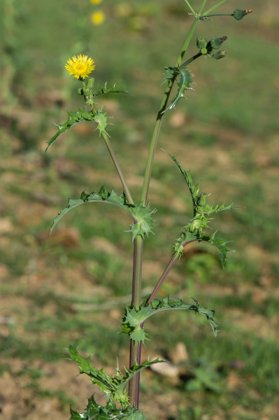 Pflanzenbild gross Raue Gänsedistel - Sonchus asper