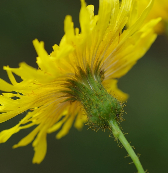 Pflanzenbild gross Gewöhnliche Acker-Gänsedistel - Sonchus arvensis subsp. arvensis