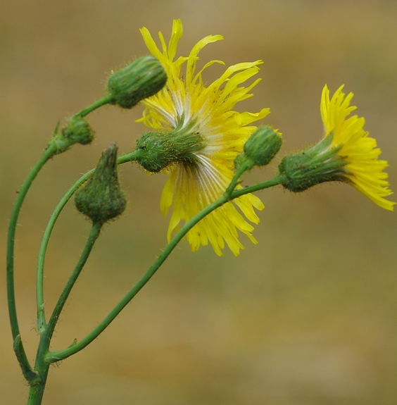 Pflanzenbild gross Gewöhnliche Acker-Gänsedistel - Sonchus arvensis subsp. arvensis