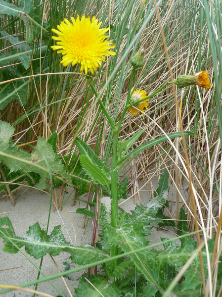 Pflanzenbild gross Gewöhnliche Acker-Gänsedistel - Sonchus arvensis subsp. arvensis