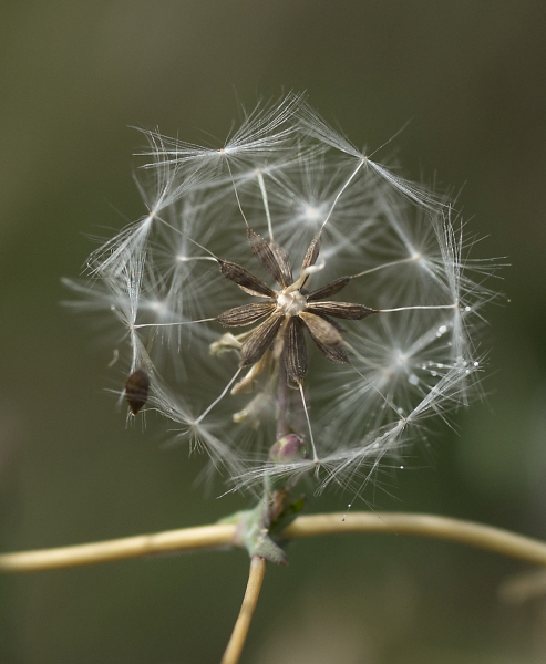 Pflanzenbild gross Wilder Lattich - Lactuca serriola