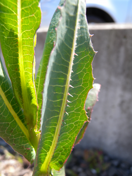 Pflanzenbild gross Wilder Lattich - Lactuca serriola