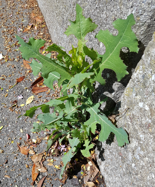 Pflanzenbild gross Wilder Lattich - Lactuca serriola