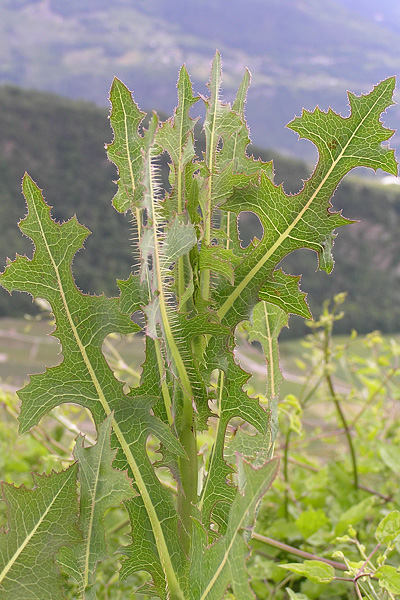 Pflanzenbild gross Wilder Lattich - Lactuca serriola