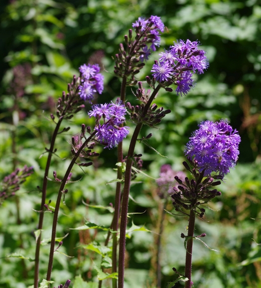 Pflanzenbild gross Alpen-Milchlattich - Cicerbita alpina