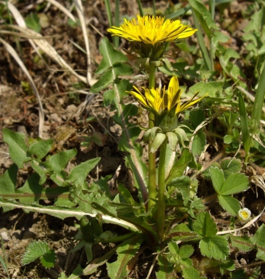 Pflanzenbild gross Gewöhnlicher Löwenzahn - Taraxacum officinale aggr.