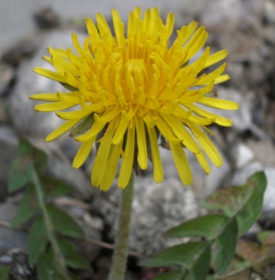 Pflanzenbild gross Gewöhnlicher Löwenzahn - Taraxacum officinale aggr.
