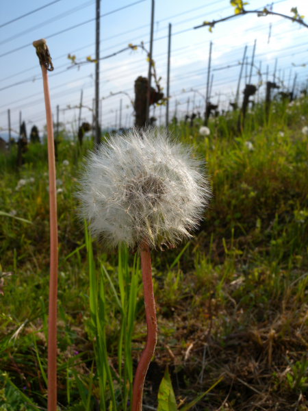 Pflanzenbild gross Gewöhnlicher Löwenzahn - Taraxacum officinale aggr.
