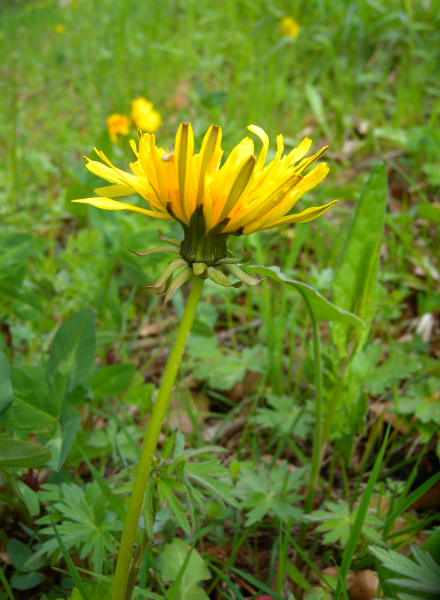 Pflanzenbild gross Gewöhnlicher Löwenzahn - Taraxacum officinale aggr.